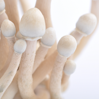 Albino Penis envy mushroom - Image 2