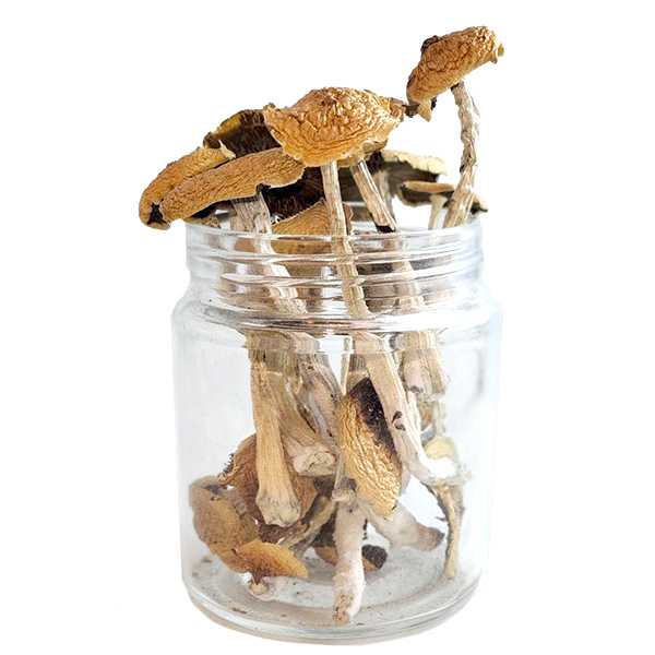 Alacabenzi-Mushroom.jpg