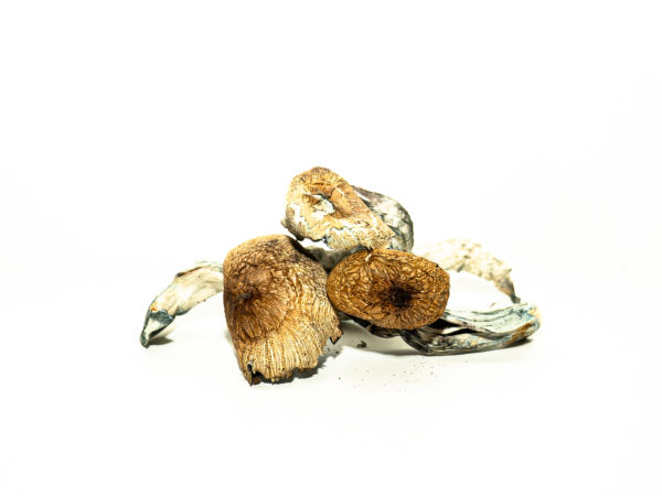 Magic Mushrooms Near Me