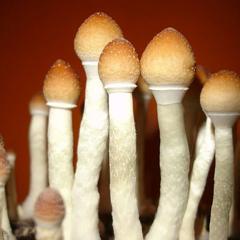 Buy Albino Penis Envy Mushrooms Online