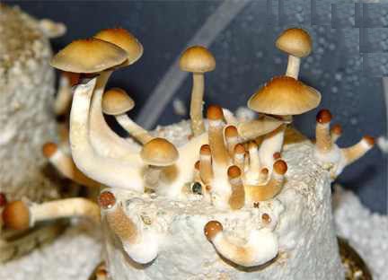 Buy Mushrooms Online
