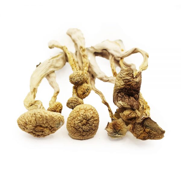 Albino A+ dried psylocybin mushroom