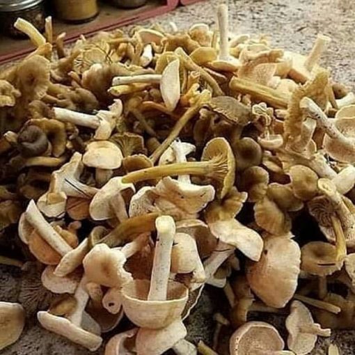 Buy Blue Meanie Mushrooms Online