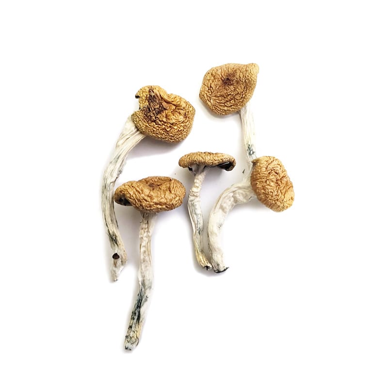 Buy psychedelics online