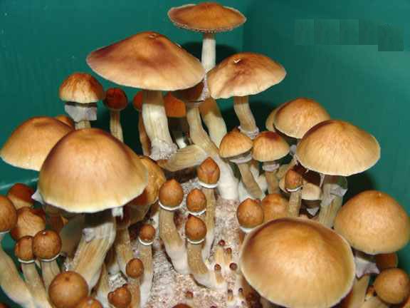Buy psychedelics online