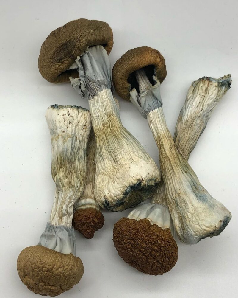 Golden teacher mushrooms for sale.