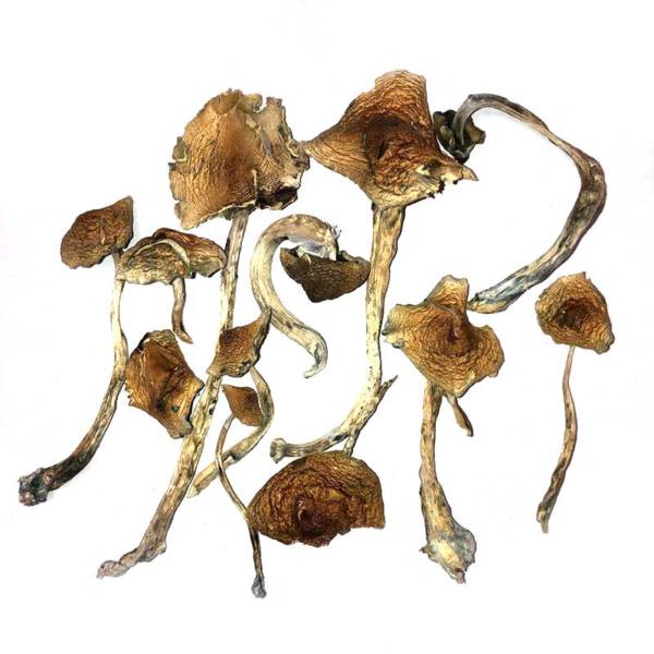 Buy Mushrooms Online