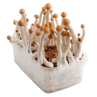 Blue meanie mushroom - Image 2