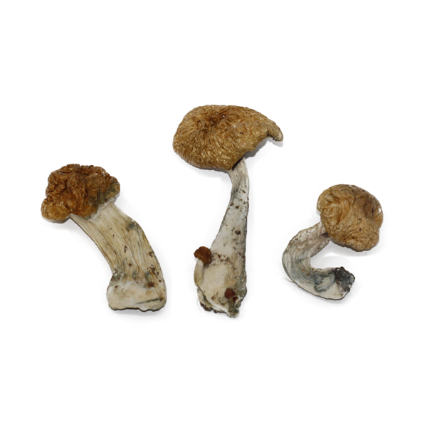 Buy mushrooms online