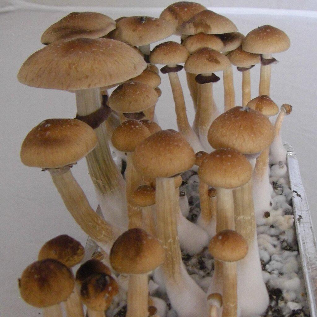 LSD vs Mushrooms