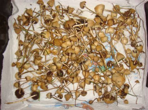 Buy Liberty Cap online Texas